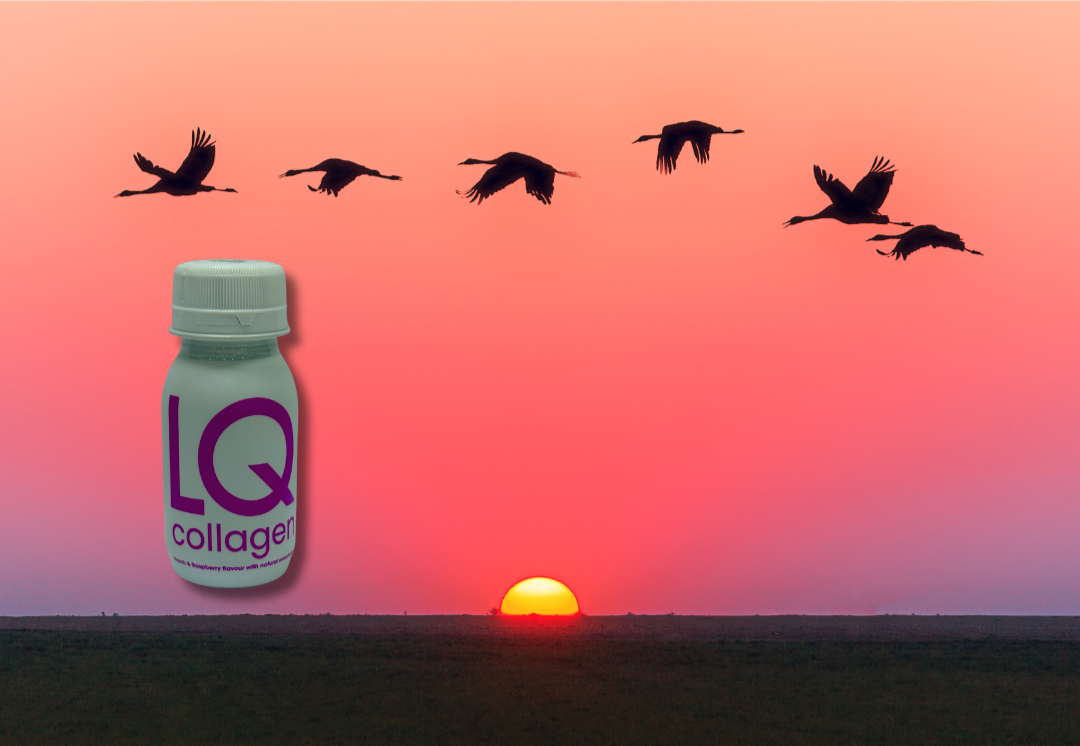 LQ Collagen